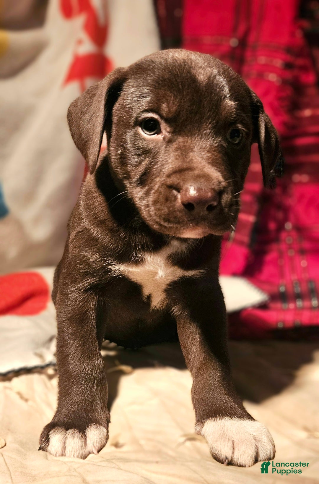 Border Collie dogs for sale: Cierra - Ad 6