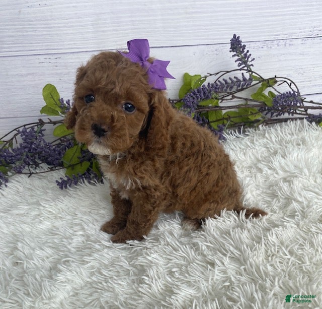 Miniature Poodle dogs Tilly - Ad 1