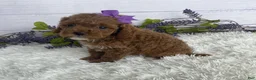 Miniature Poodle dogs for sale: Tilly - Ad 1