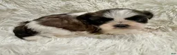 Shih Tzu dogs for sale: Chloe - Ad 5