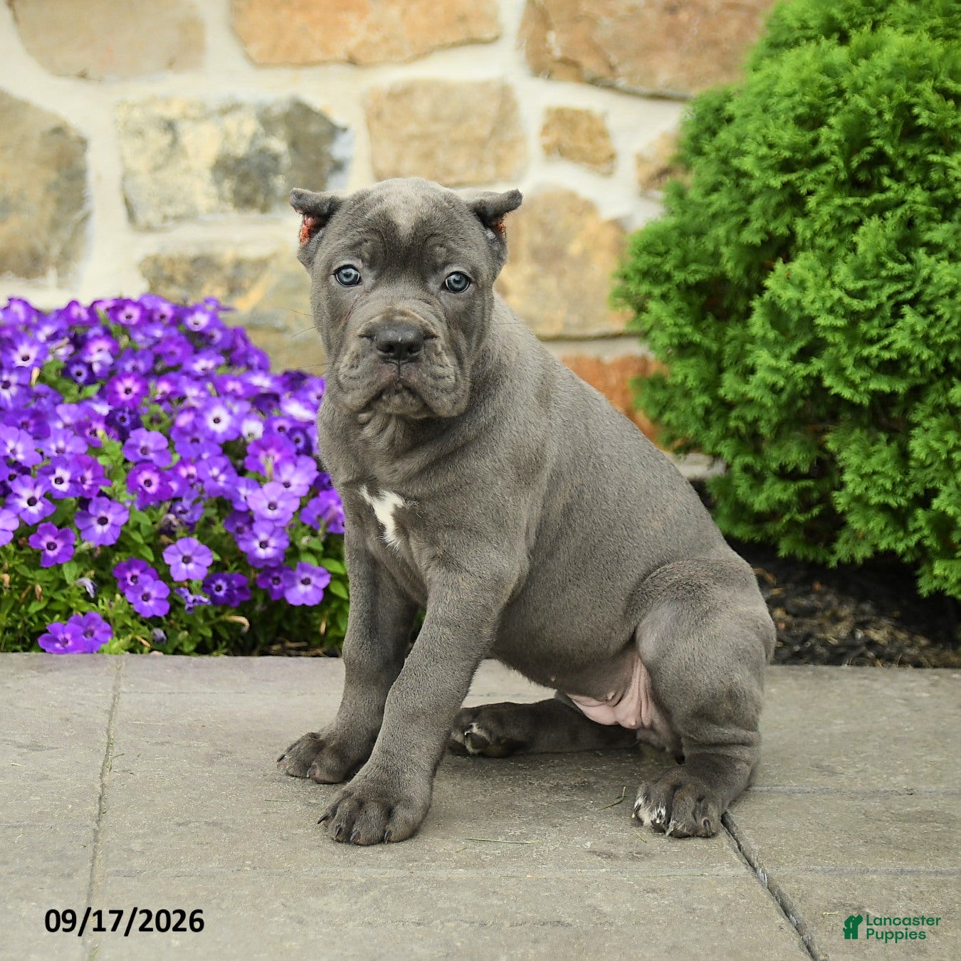 Cane Corso dogs Clover - Ad 1