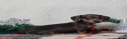 Dachshund dogs for sale: Lucy  - Ad 4