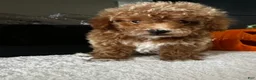 Toy Poodle dogs for sale: Benny - Ad 6