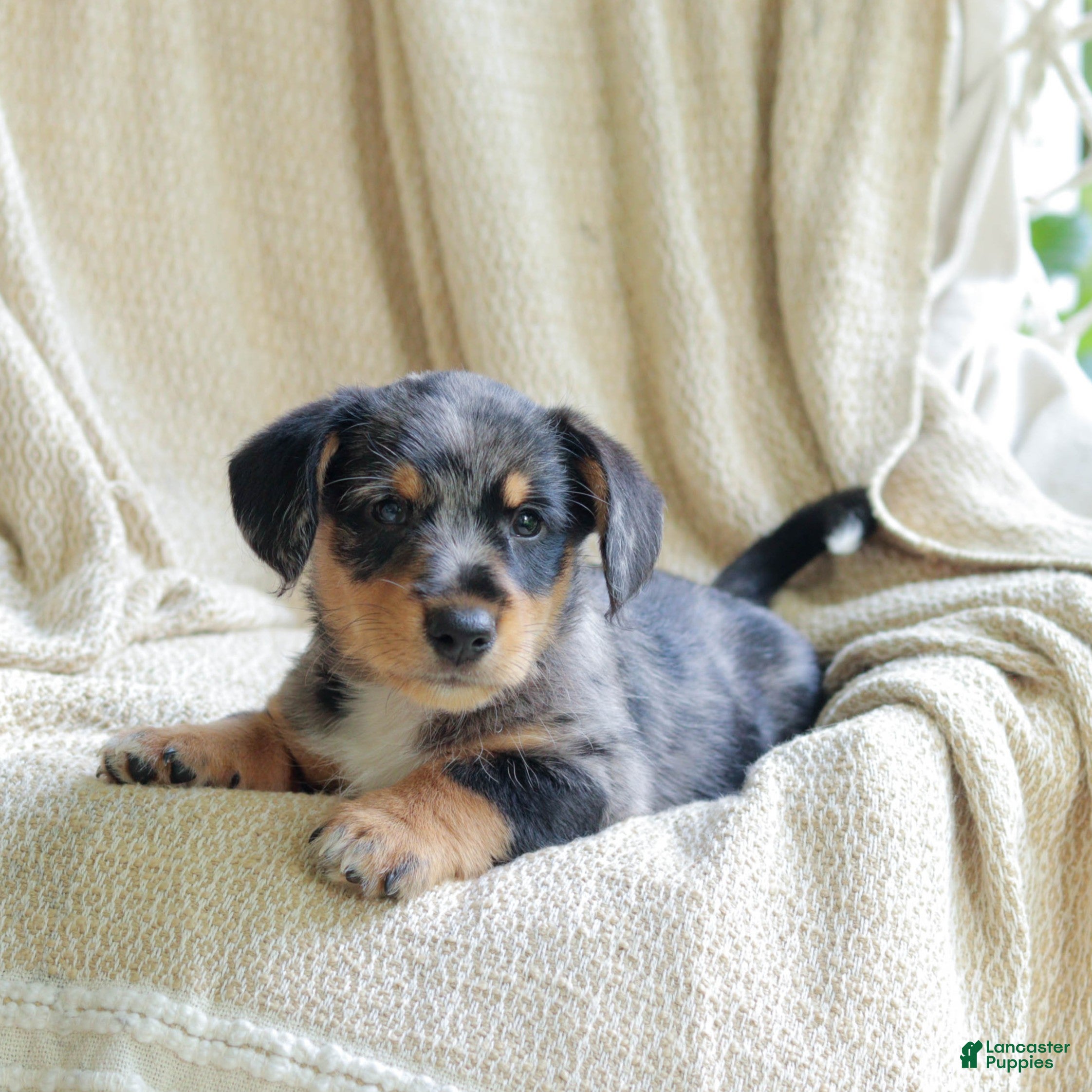 Mixed Breed dogs Orlando - Ad 2