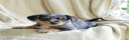 Mixed Breed dogs for sale: Orlando - Ad 2