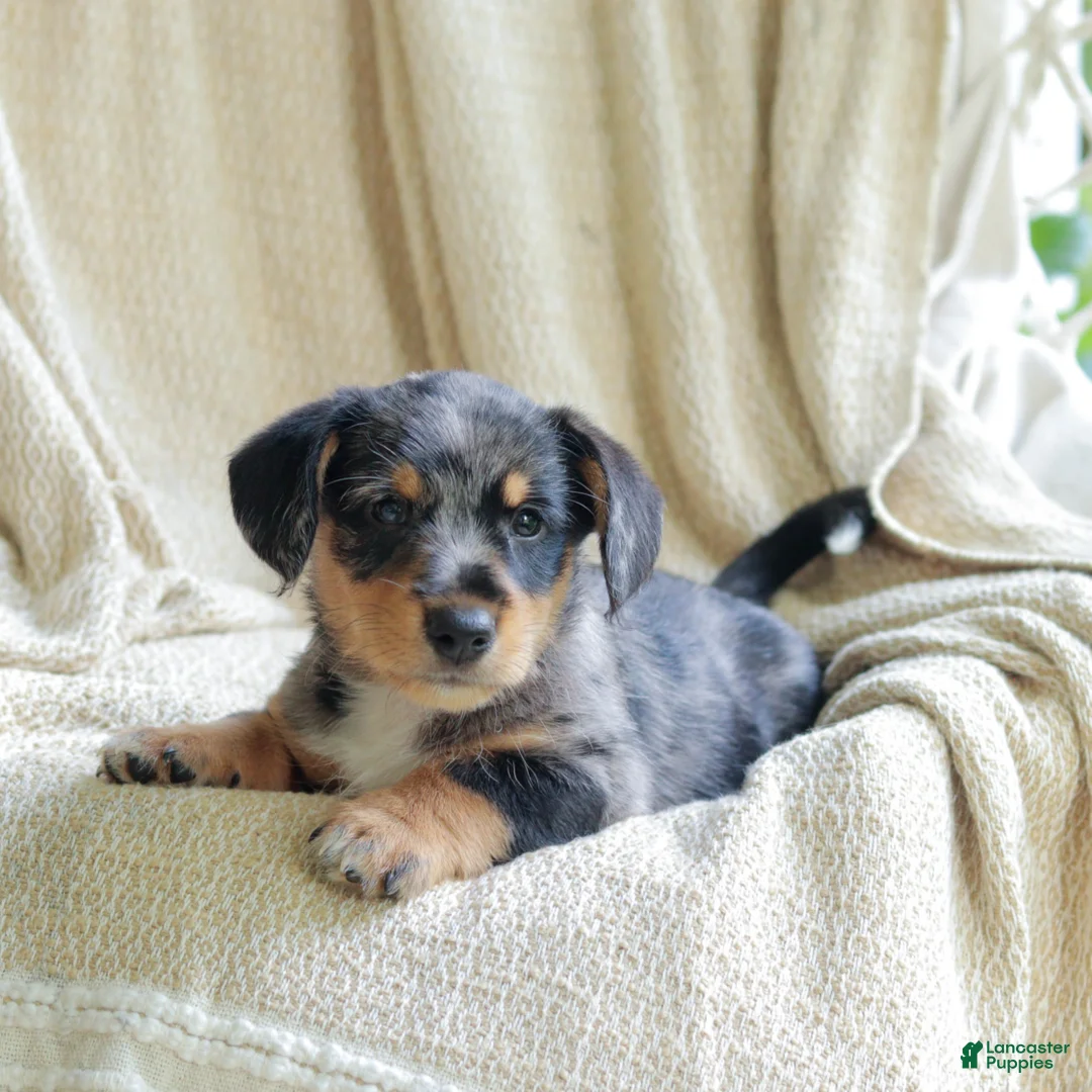 Mixed Breed dogs for sale: Orlando - Ad 2
