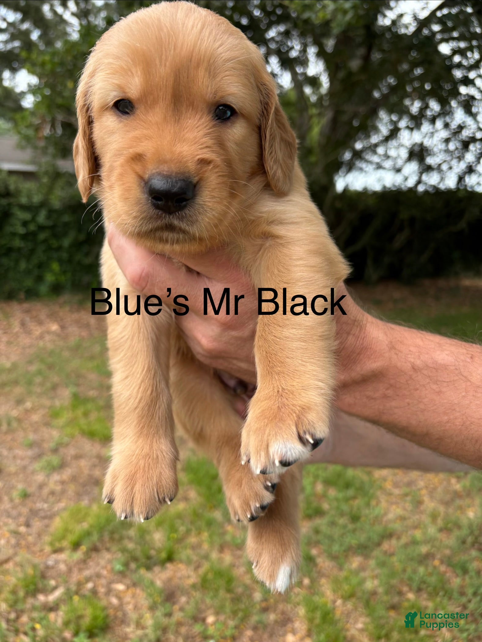 Golden Retriever dogs Mr Black - Ad 41