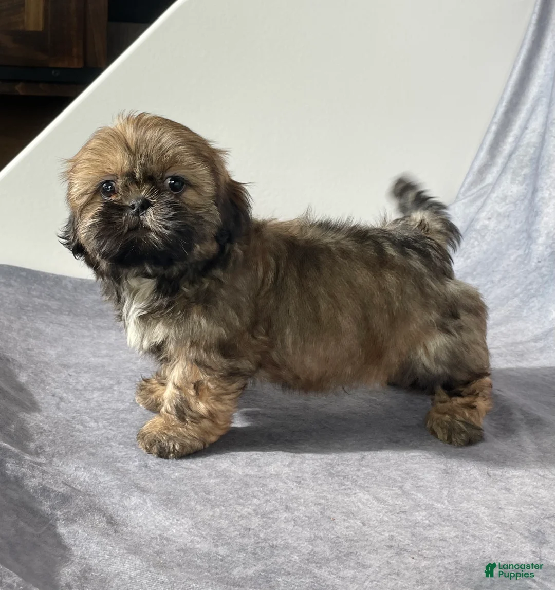 Shih Tzu dogs for sale: Theo - Ad 3