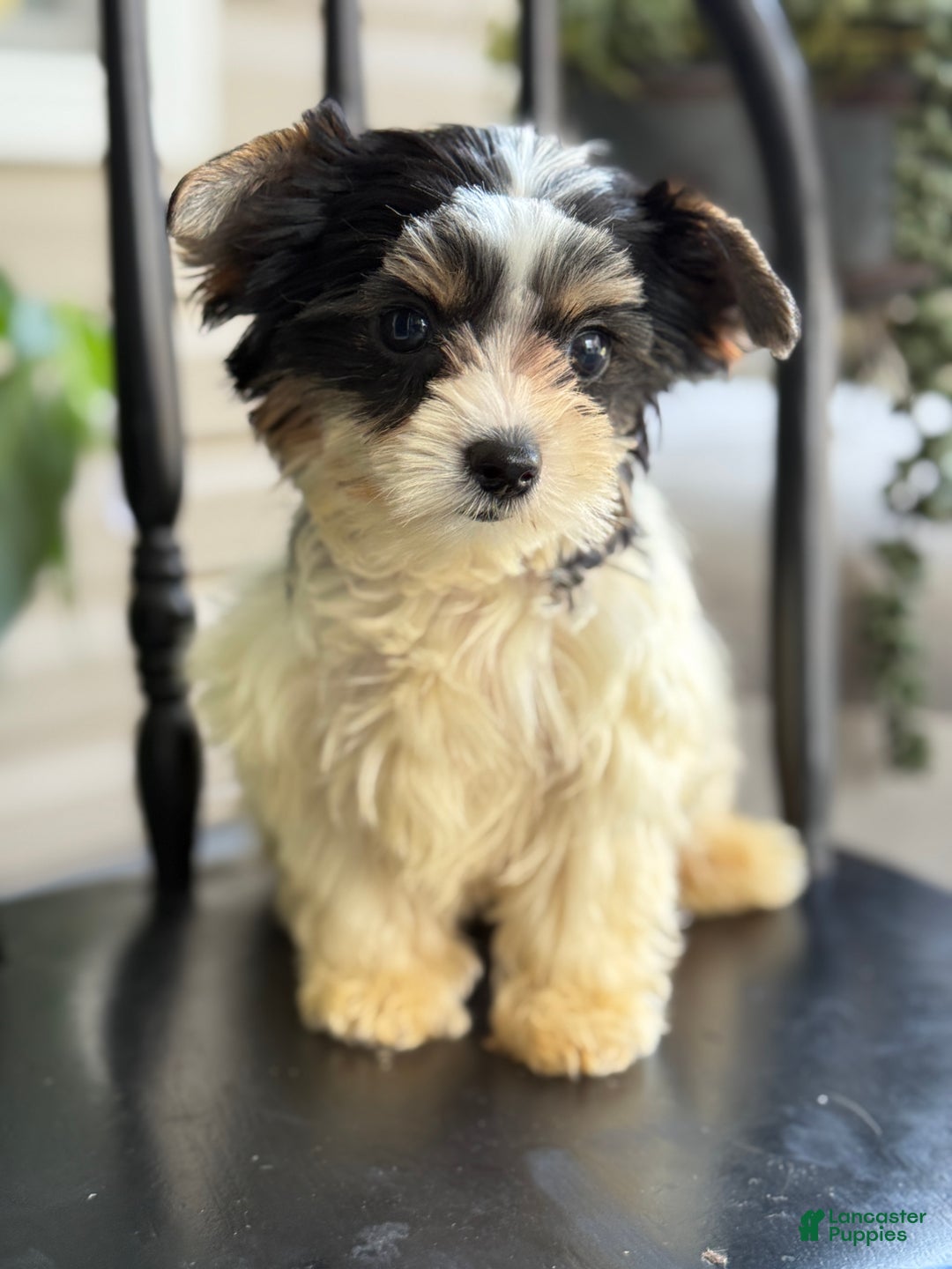 Yorkshire Terrier dogs for sale: Morsel - Ad 1