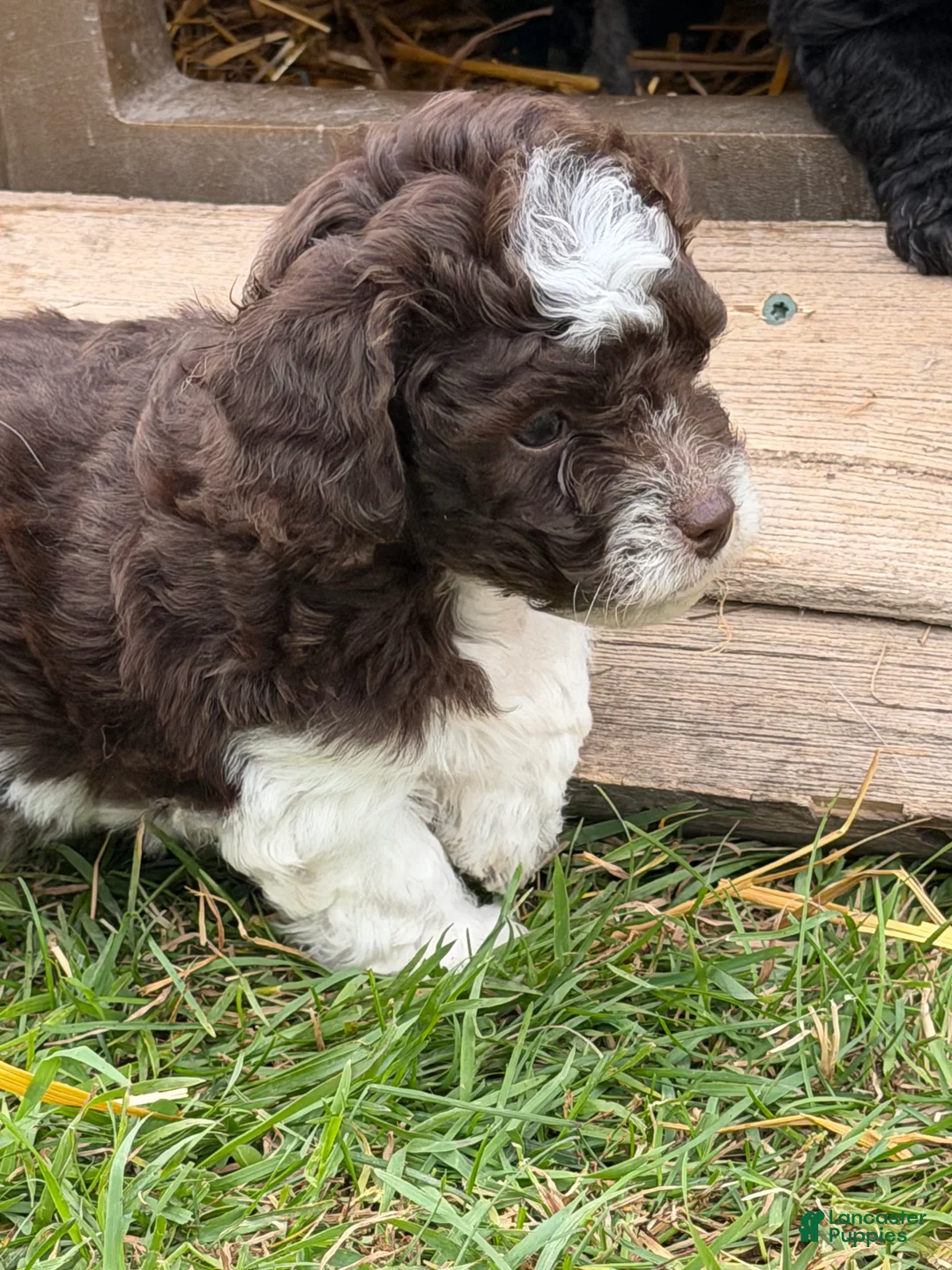 Mixed Breed dogs for sale: Remi - Ad 1