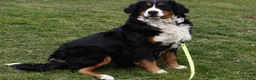 Bernese Mountain Dog dogs for sale: Buster  - Ad 7
