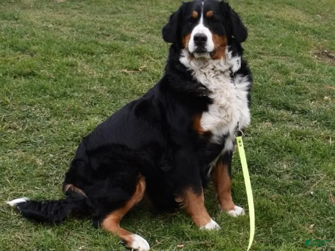 Bernese Mountain Dog dogs for sale: Buster  - Ad 7