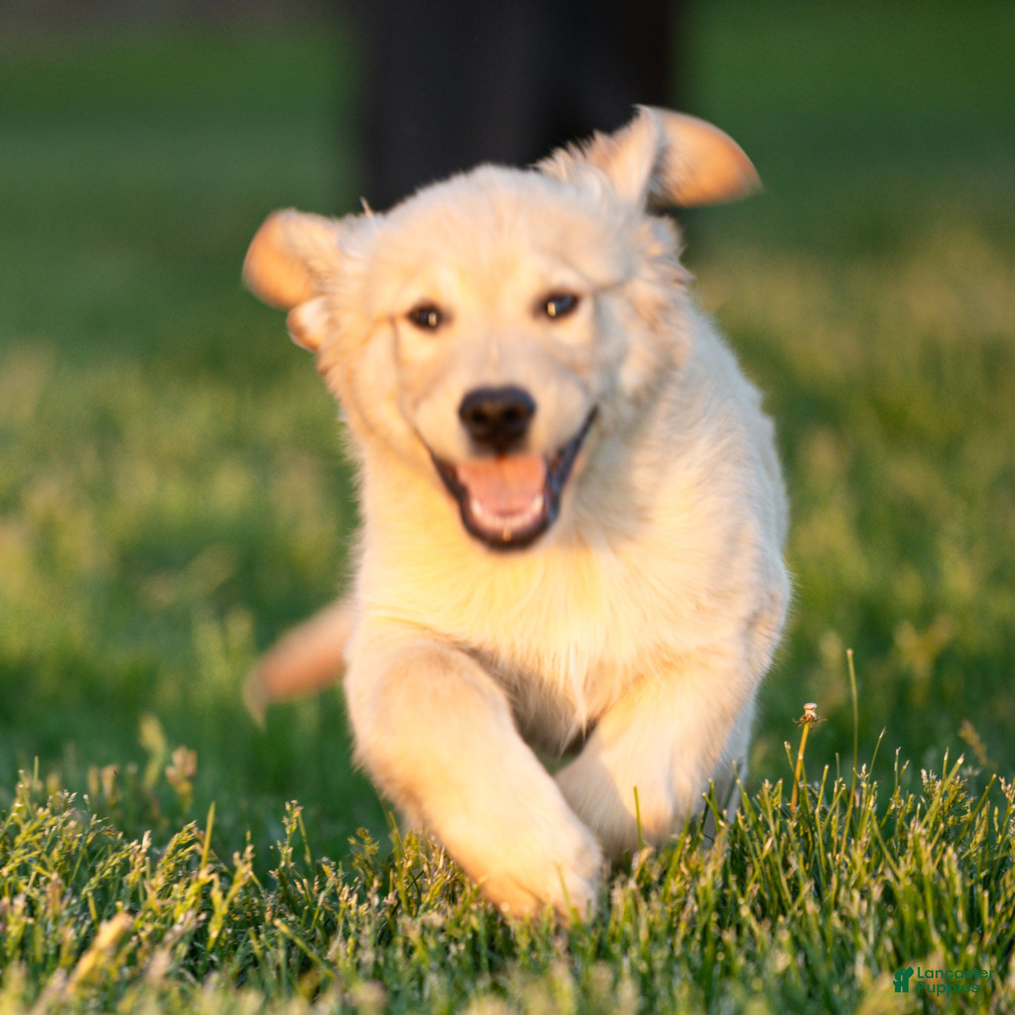 Golden Retriever dogs TRAINED Ben the Golden Retriever Puppy  - Ad 1