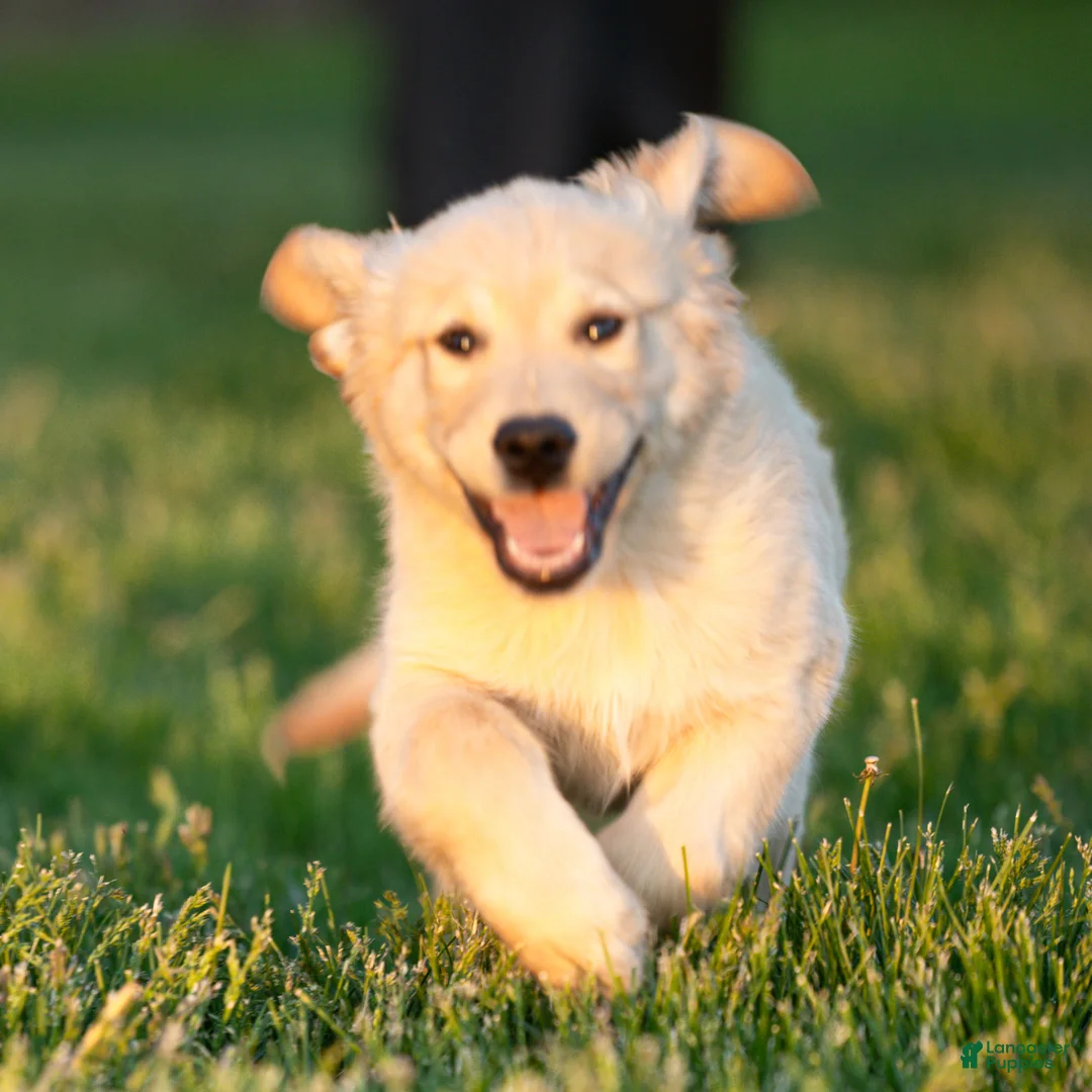 Golden Retriever dogs for sale: TRAINED Ben the Golden Retriever Puppy  - Ad 1
