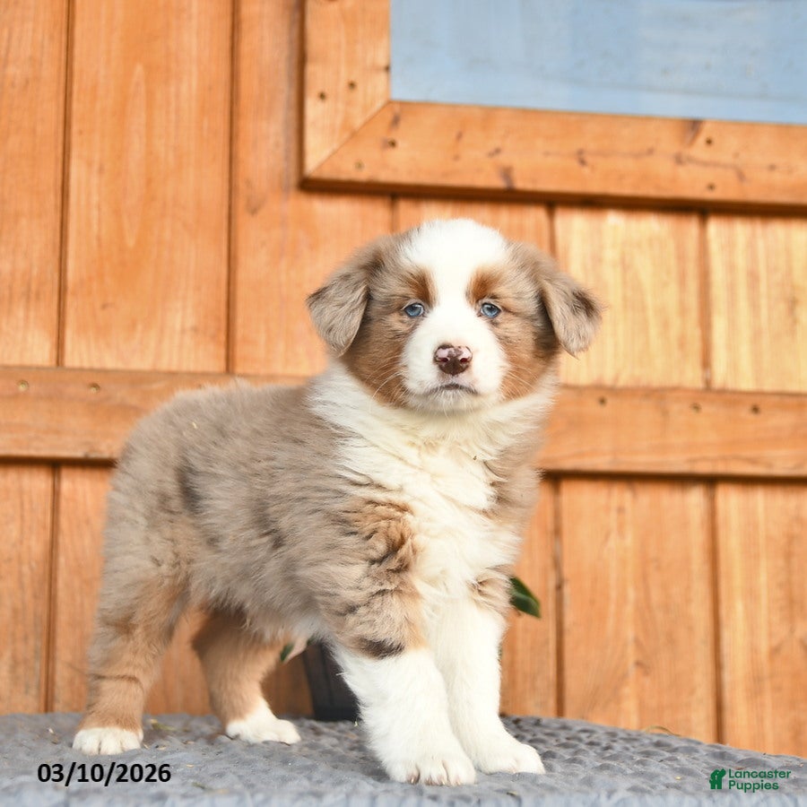 Australian Shepherd dogs Alex  - Ad 1