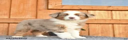 Australian Shepherd dogs for sale: Alex  - Ad 1