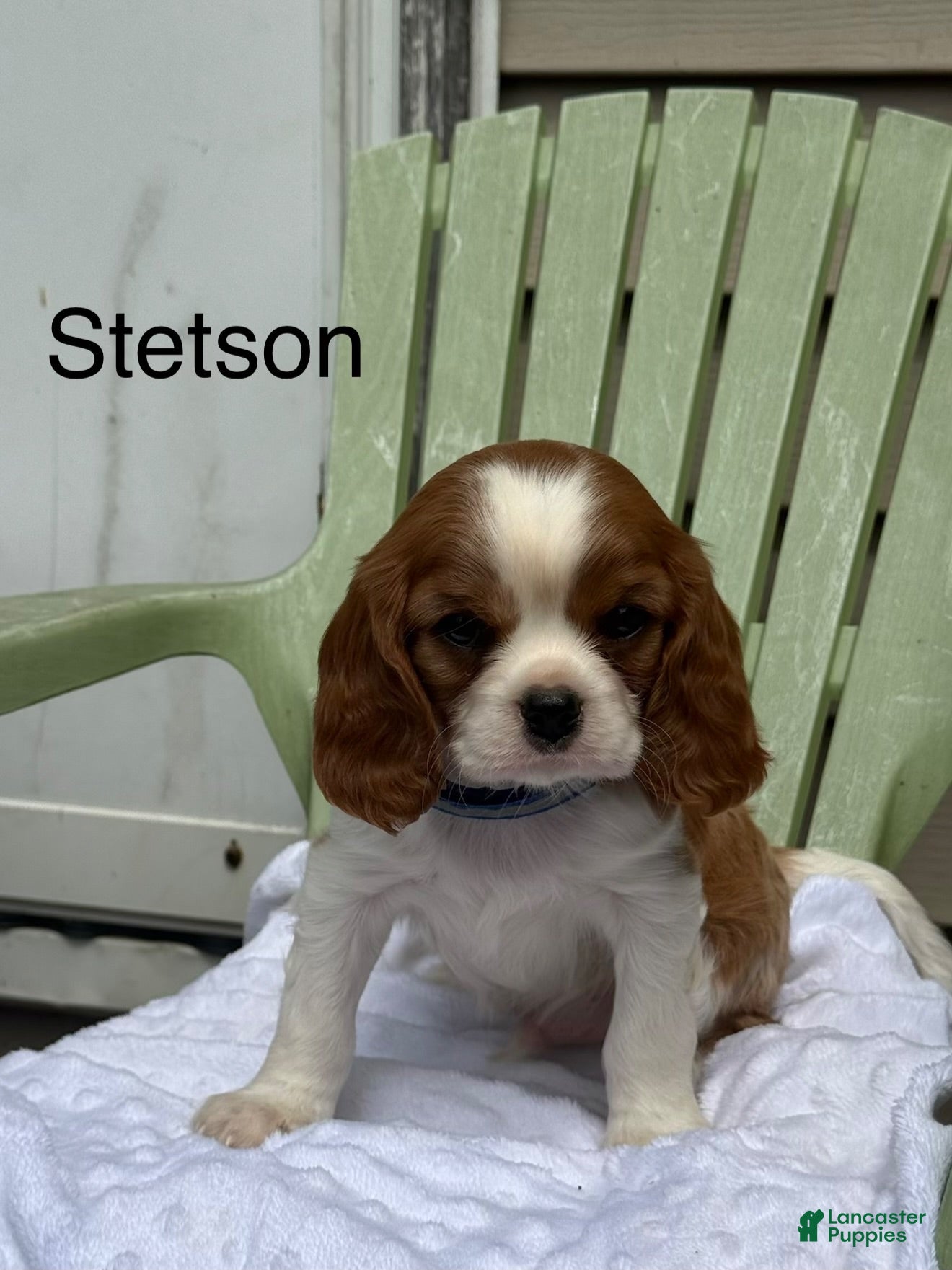 Cavalier King Charles Spaniel dogs Stetson - Ad 1