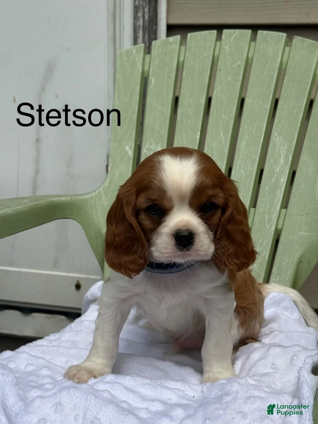Cavalier King Charles Spaniel dogs for sale: Stetson - Ad 1