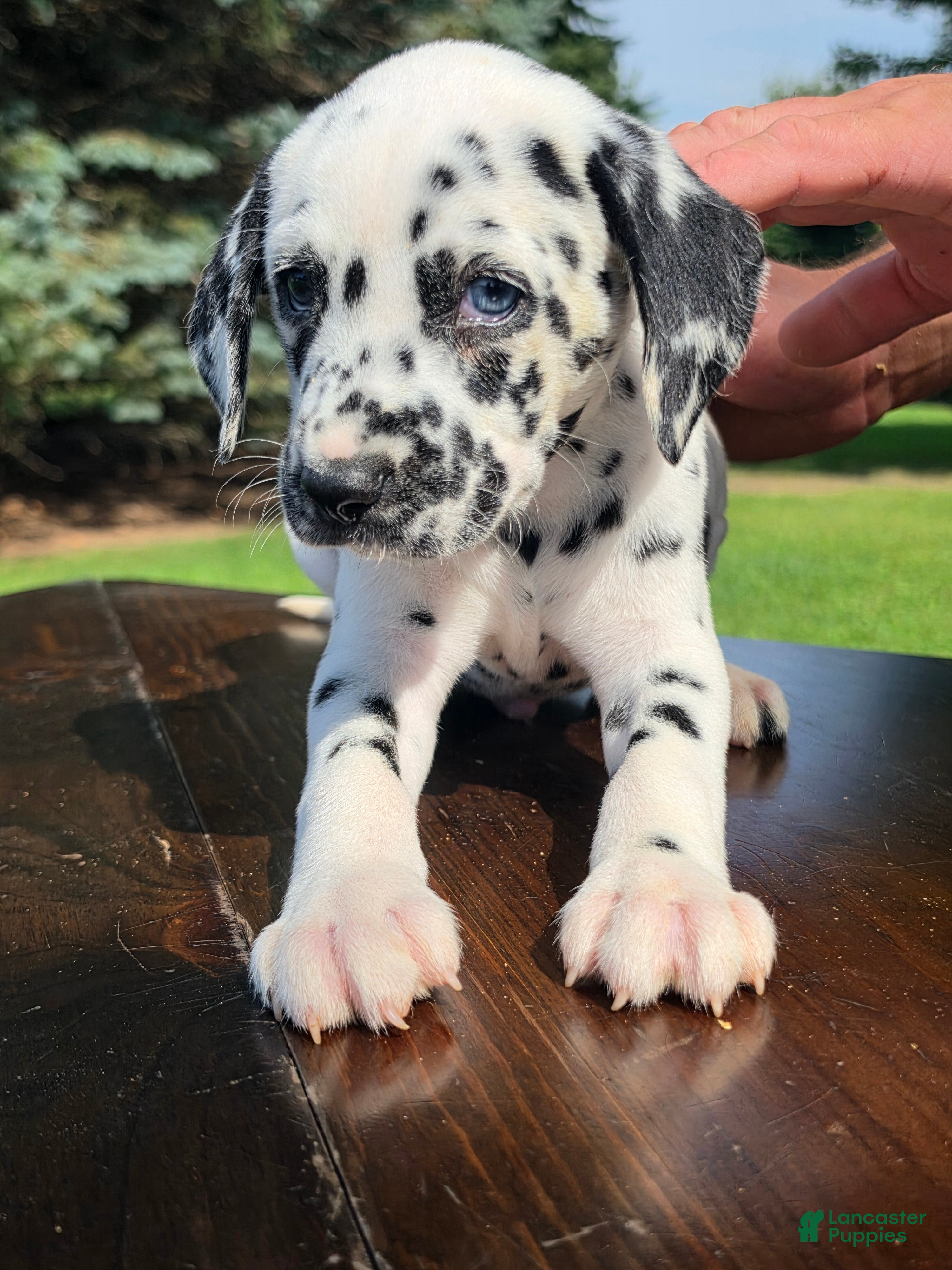 Dalmatian dogs Dalmatian Male 1 - Ad 35
