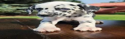 Dalmatian dogs for sale: Dalmatian Male 1 - Ad 1
