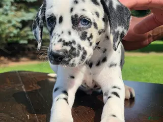 Dalmatian dogs Dalmatian Male 1 - Ad 35