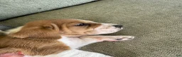 Basset Hound dogs for sale:  Puppy 1 - Ad 3