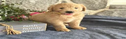 Goldendoodle dogs for sale: Nigel - Ad 15