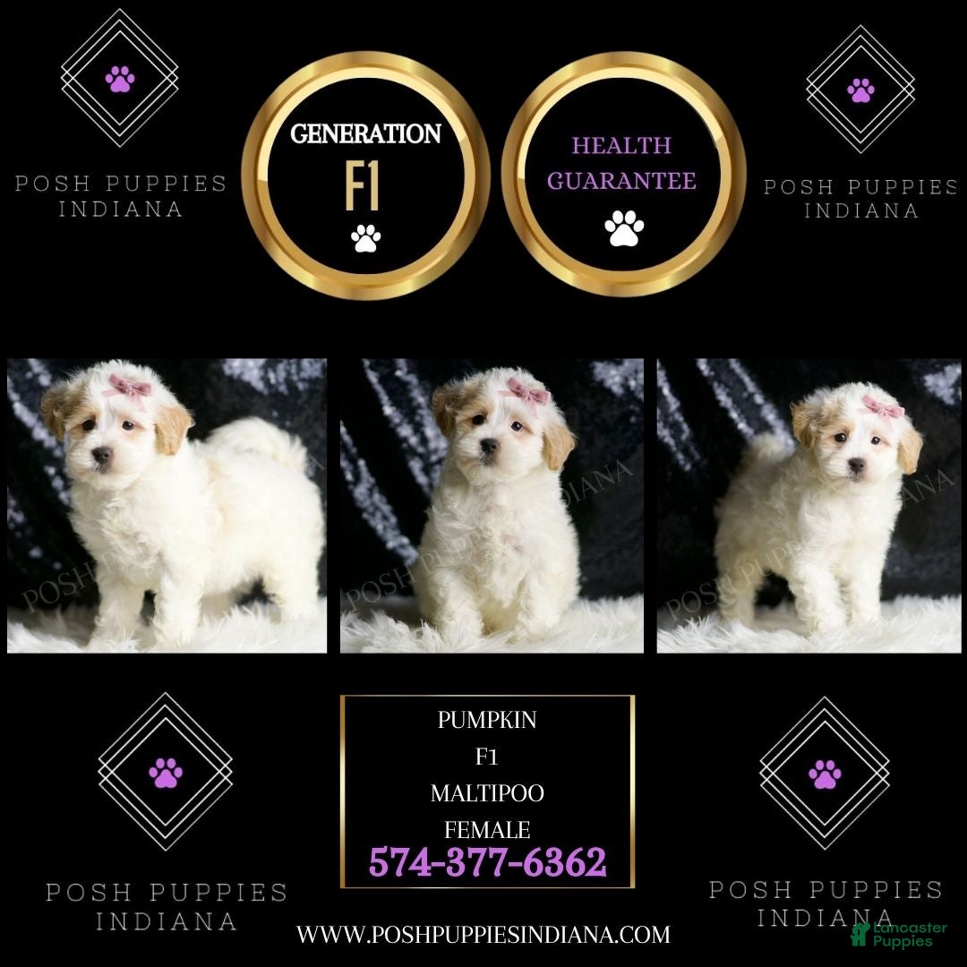 Maltipoo dogs for sale: Pumpkin - Ad 5