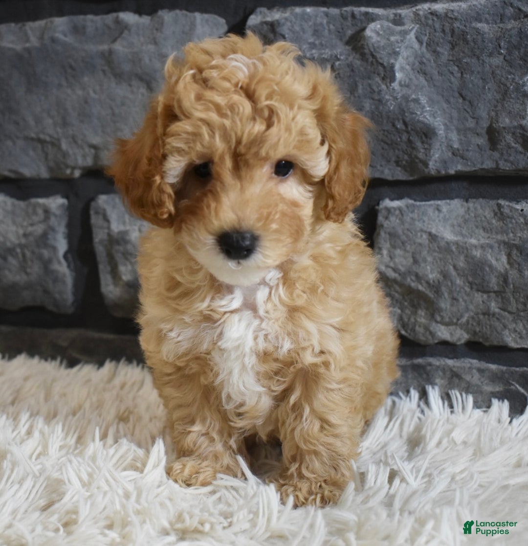 Toy Poodle dogs for sale: Milo - Ad 5