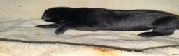 Cane Corso dogs for sale: Dean AKC - Ad 3