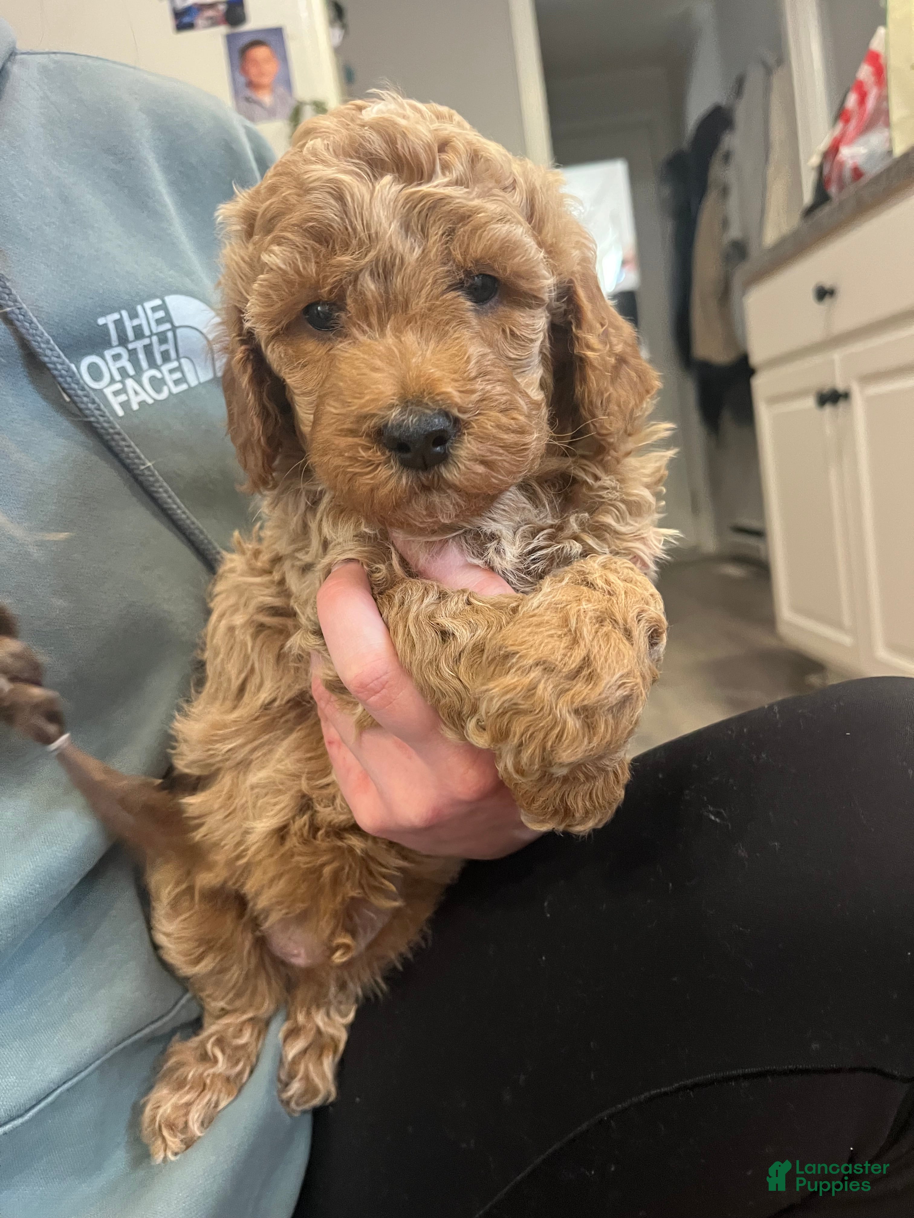Mini Goldendoodle dogs Marlow - Ad 11