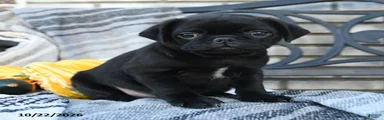 Lady Dumpling
