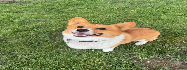 Chief