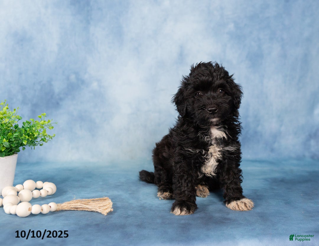 Mixed Breed dogs for sale: Malachi - Ad 4