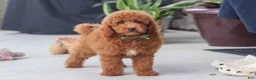 Miniature Poodle dogs for sale: Bo - Ad 6