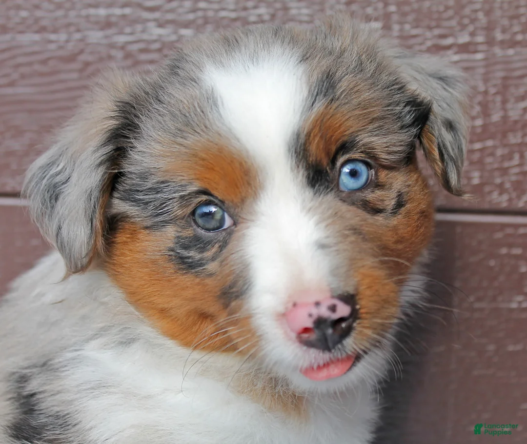 Miniature Australian Shepherd dogs for sale: Annie - Ad 4