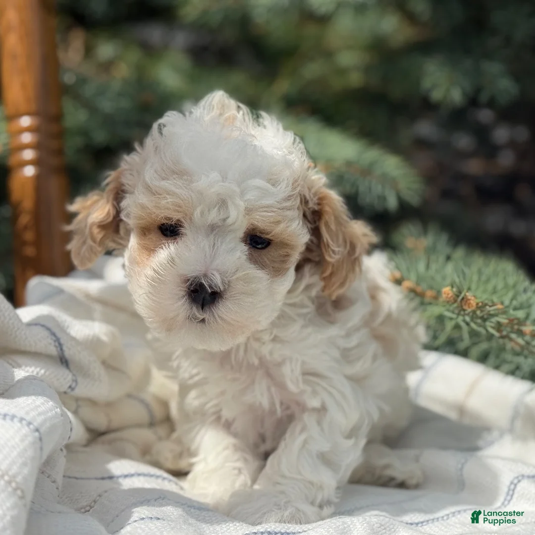 Maltipoo dogs for sale: Peanut - Ad 10
