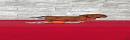 Miniature Dachshund dogs for sale: Samantha - Ad 2