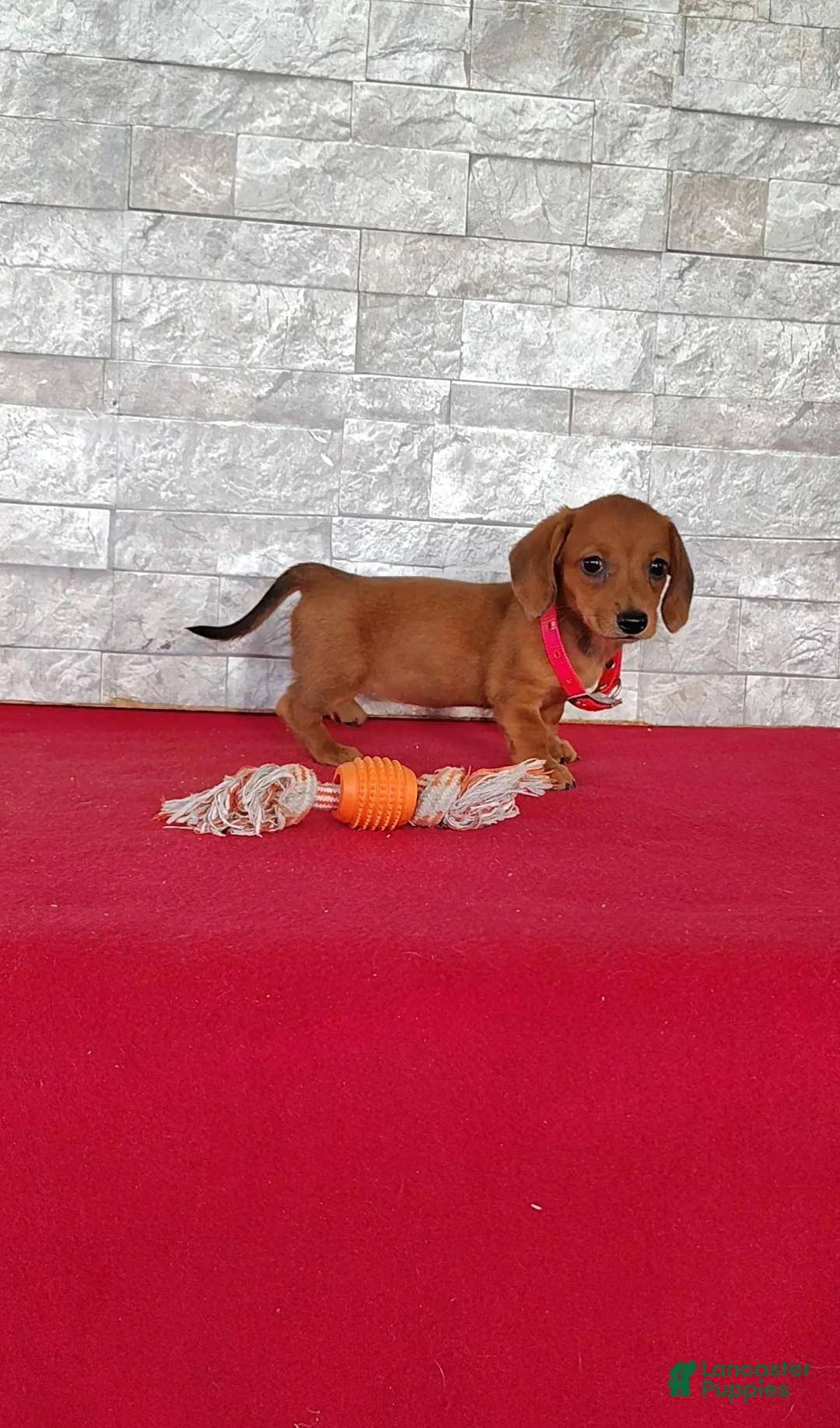 Miniature Dachshund dogs for sale: Samantha - Ad 2