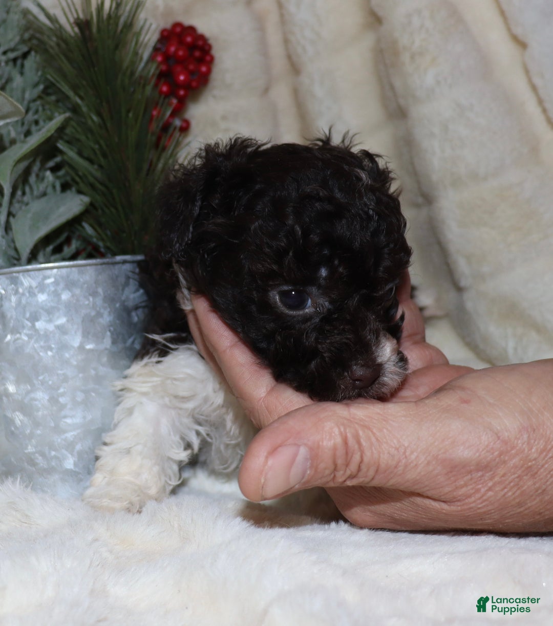 Toy Poodle dogs for sale: Chad - Ad 4