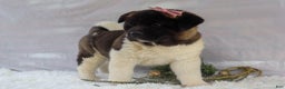 Akita dogs for sale: Rosa - Ad 15