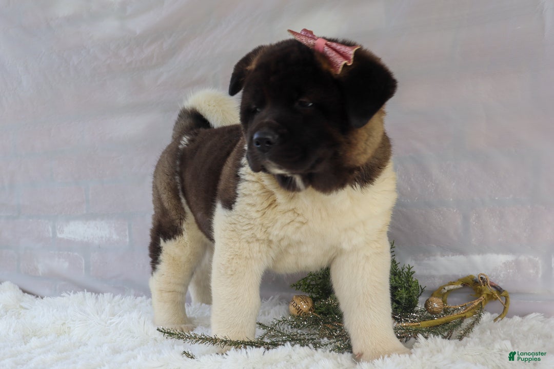 Akita dogs for sale: Rosa - Ad 15