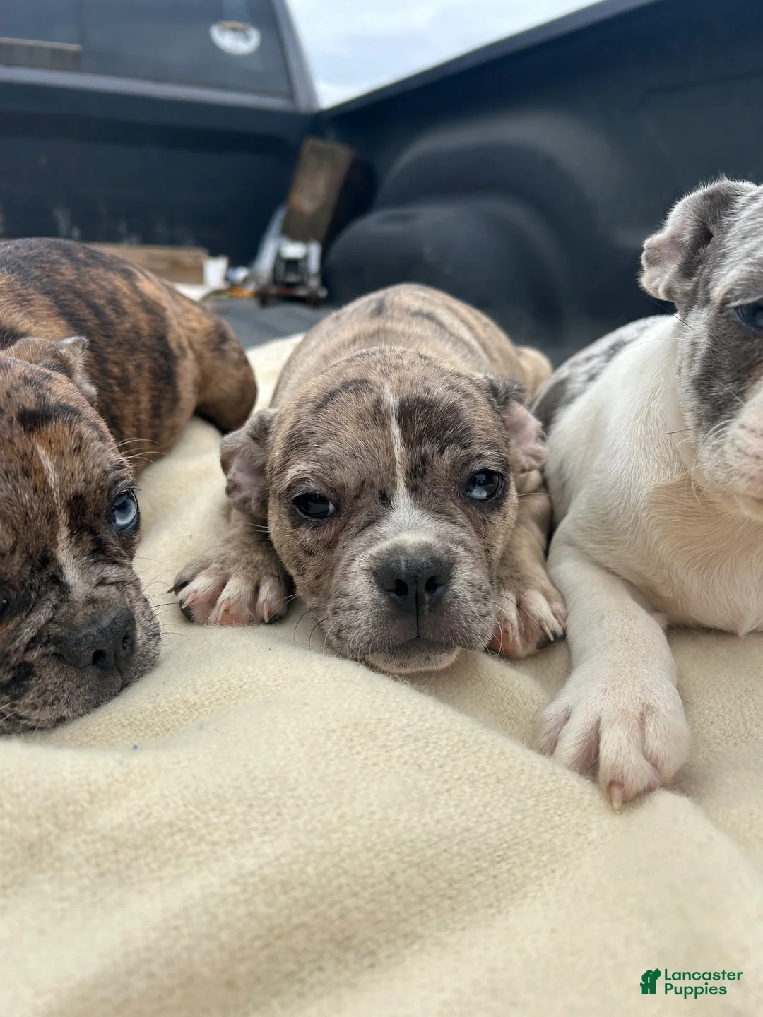 Mixed Breed dogs for sale: Jax - Ad 4