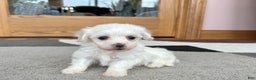 Coton De Tulear dogs for sale: Tj - Ad 3