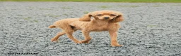 Mixed Breed dogs for sale: Brian - Ad 4