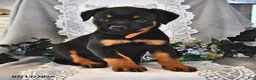 Rottweiler dogs for sale: Smokey - Ad 3
