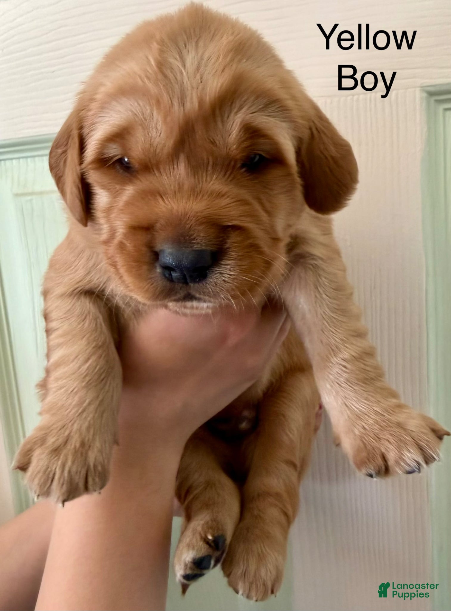Golden Retriever dogs Yellow Boy - Ad 10
