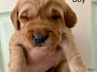 Golden Retriever dogs Yellow Boy - Ad 10