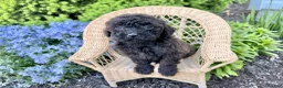 Shihpoo dogs for sale: Ripple - Ad 4