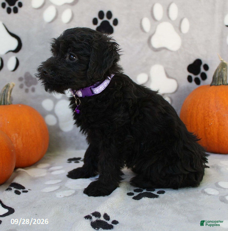 Yorkiepoo dogs Sage - Ad 2